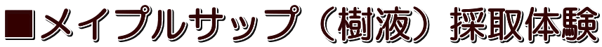 ■メイプルサップ(樹液)採取体験